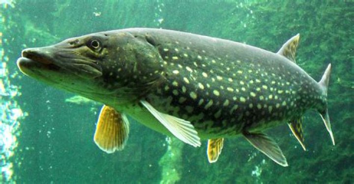 Poisson Distribution Calculator